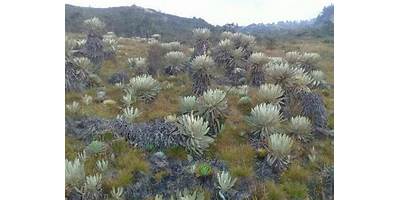 I. E. LLANOS DE CUIVA