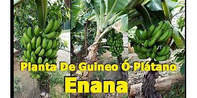 I.E.R. EL GUINEO