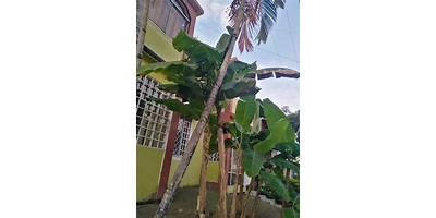 LICEO LOS TRINITARIOS